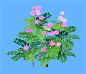 含羞草植物flash动画